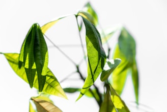 Close-up of eco-friendly printed promotional materials with green leaves background.