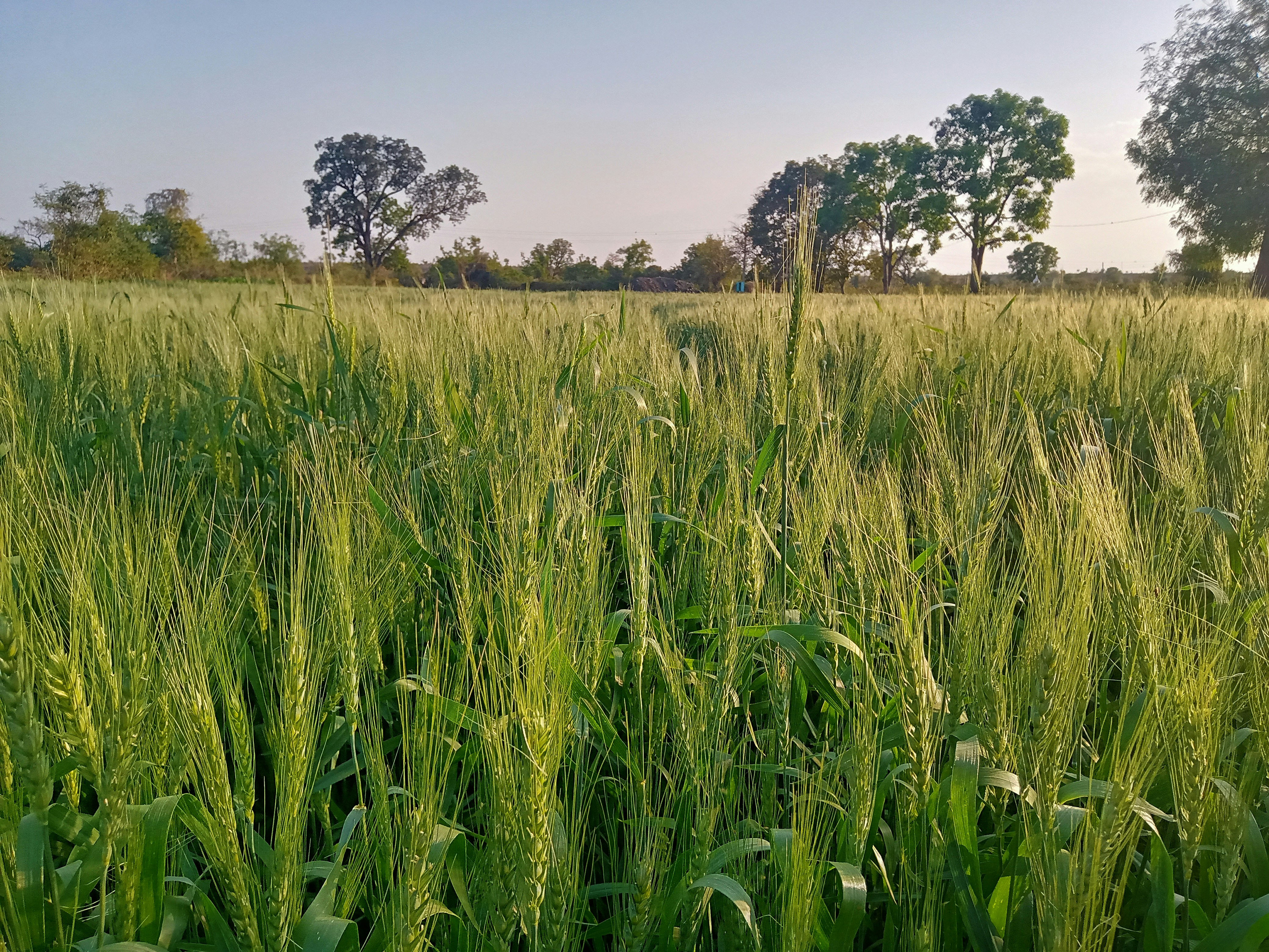 Photo by abhinav2244