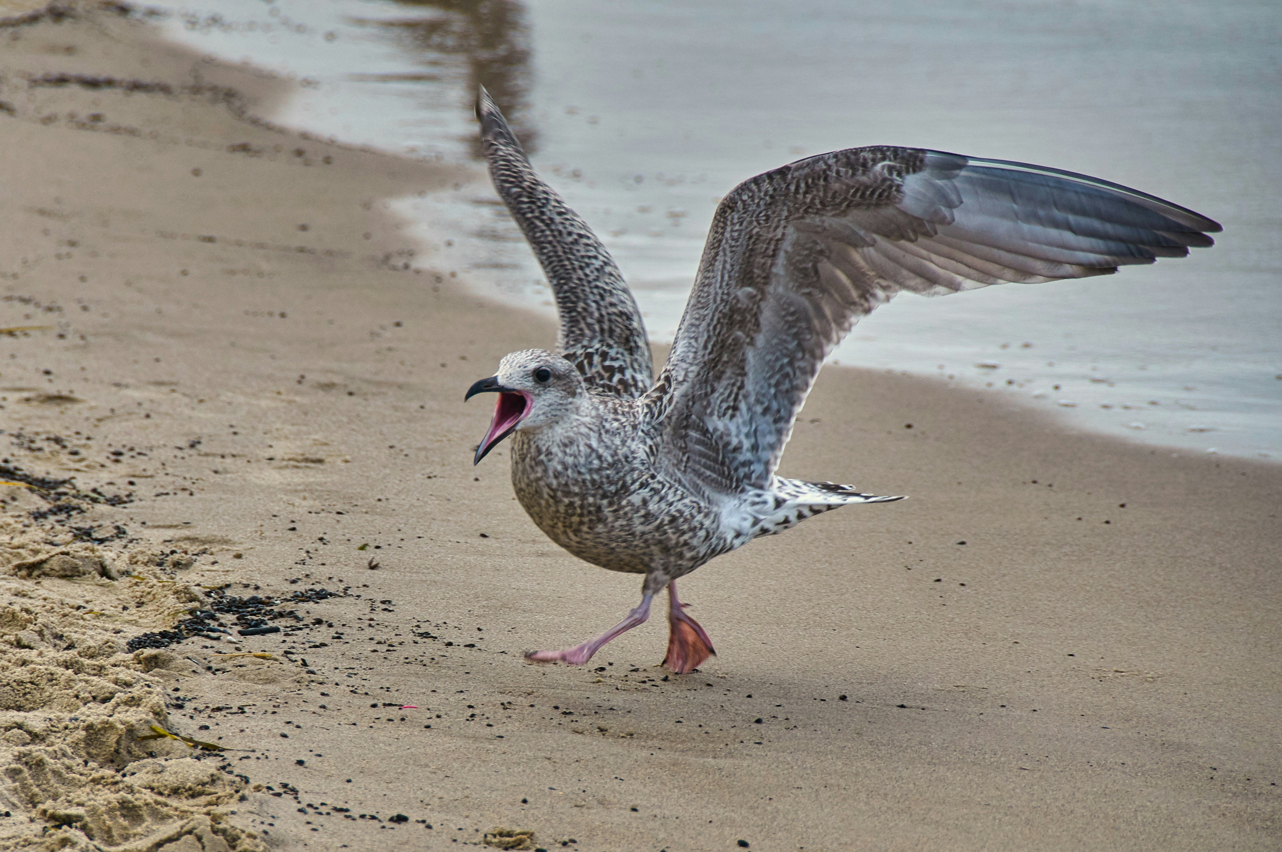 grey and white bird on brown sand during daytime
