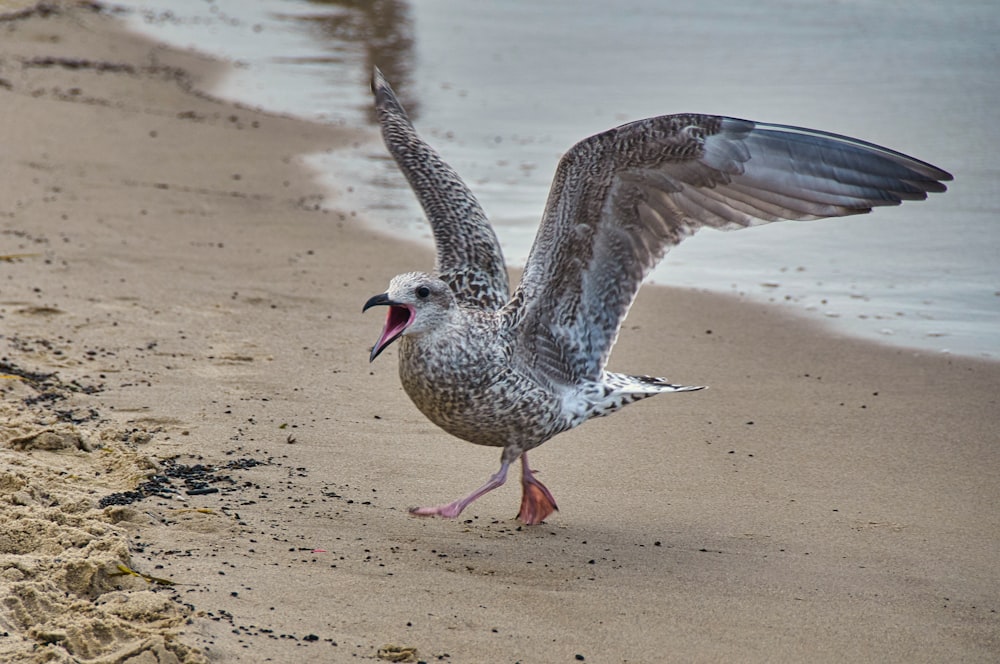 grey and white bird on brown sand during daytime