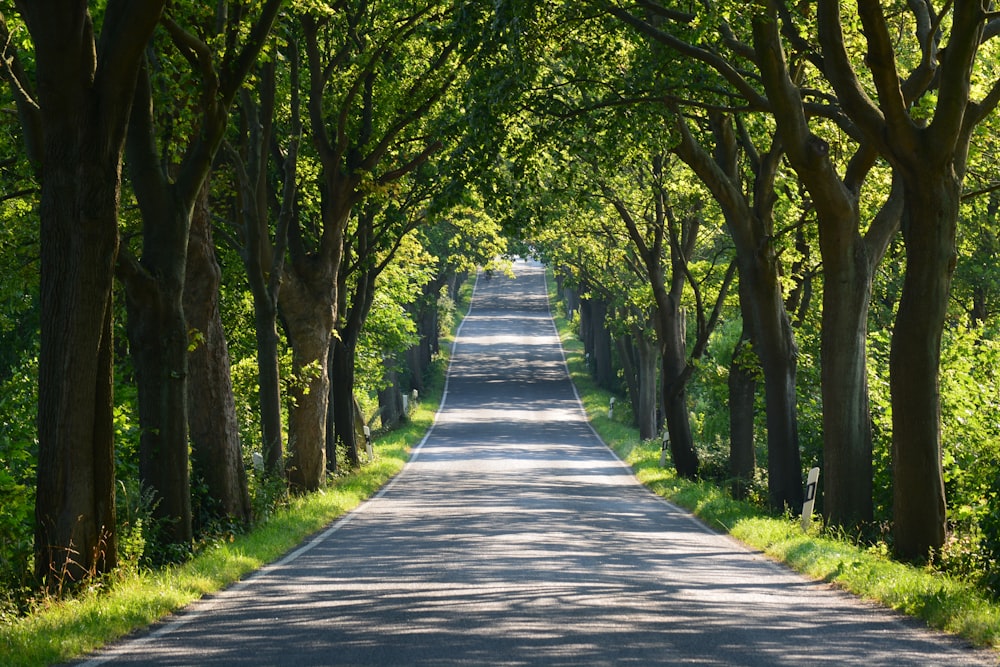 Grauer Betonweg zwischen grünen Bäumen tagsüber