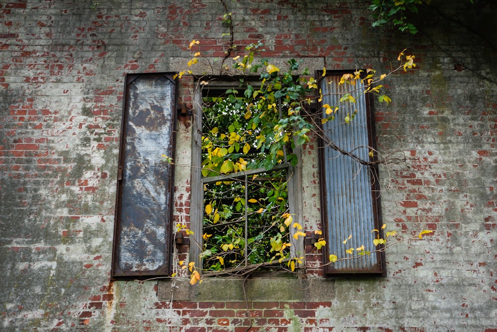 blue wooden window with green plants