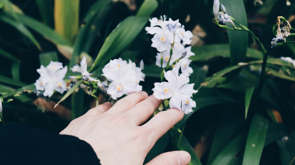 person holding white petaled flowers