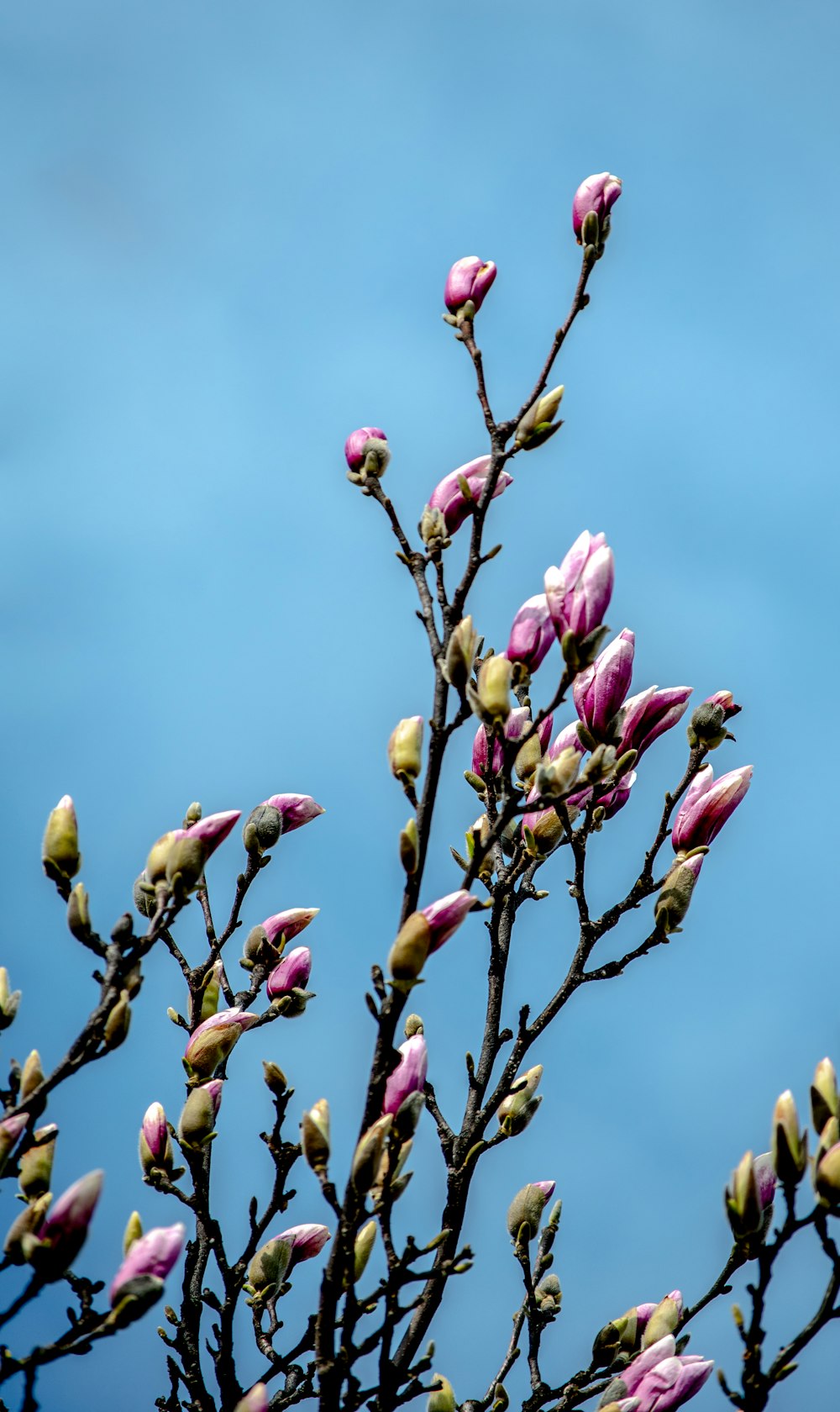 pink and yellow flower buds