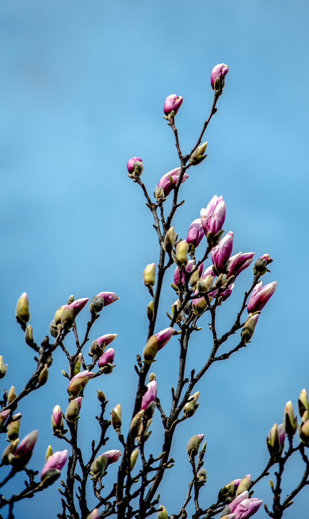 boutons floraux roses et jaunes