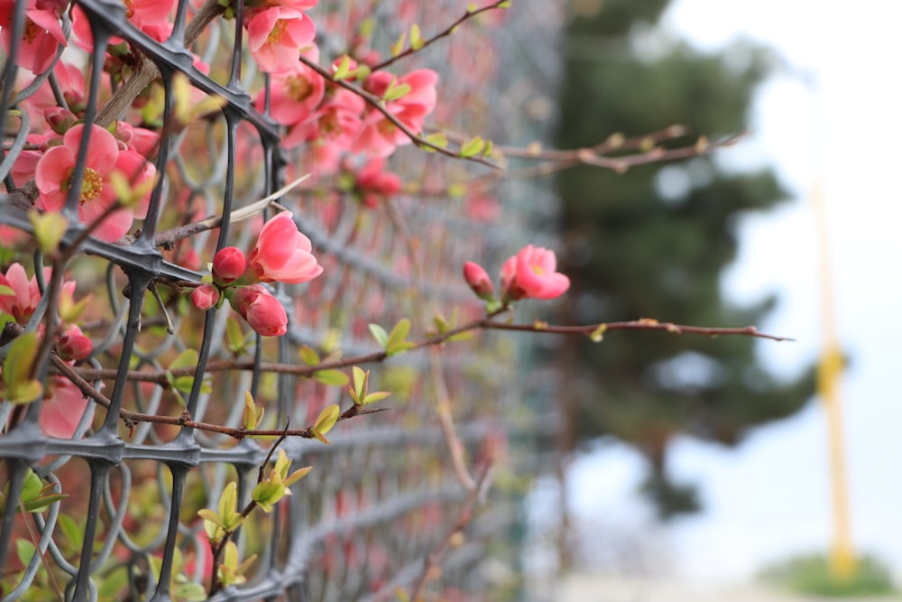 red flowers on brown tree branch during daytime