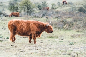 A Highland cow with long horns and a shaggy, reddish-brown coat stands in a grassy, slightly hilly landscape. In the background, more Highland cows are grazing among sparse trees and brush. The scene is pastoral and calm, with muted colors and gentle contours of the land.