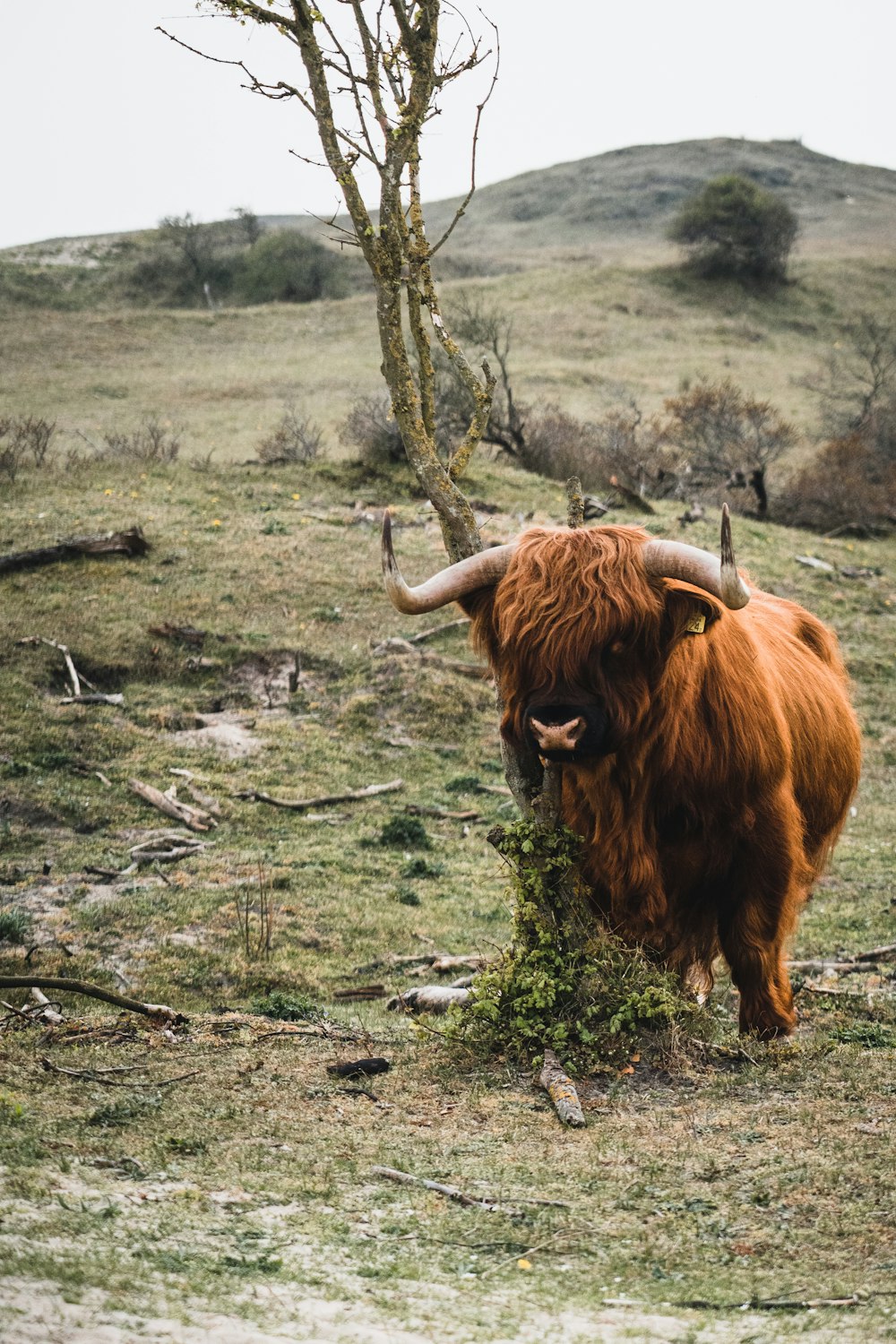 brown yak on green grass field during daytime