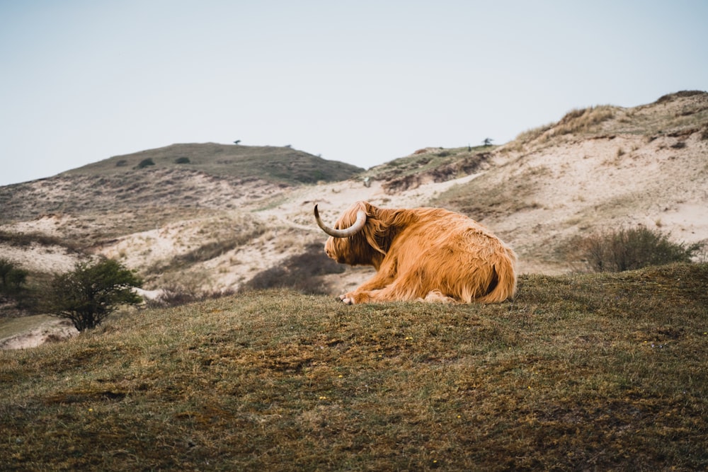 brown animal lying on ground during daytime