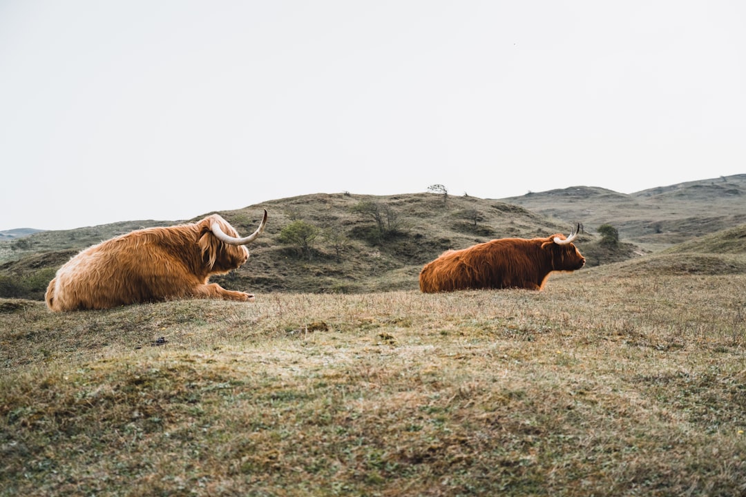 brown cow on green grass field during daytime