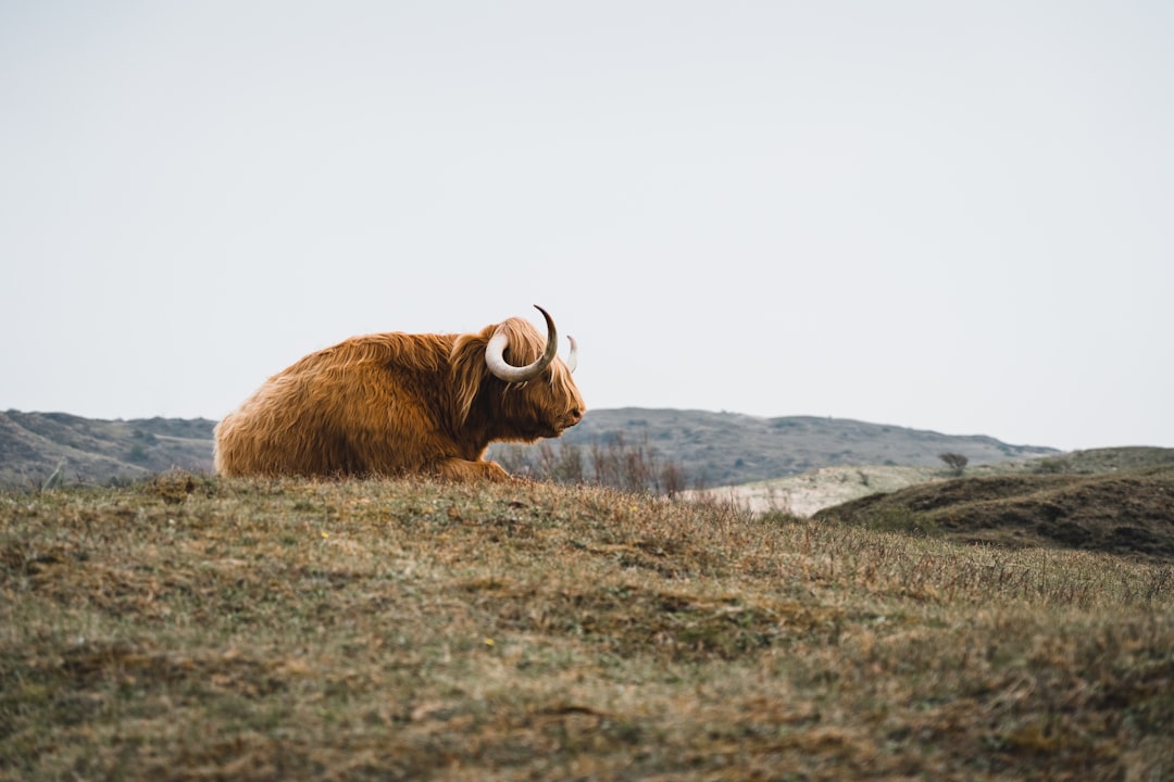 brown yak on green grass field during daytime