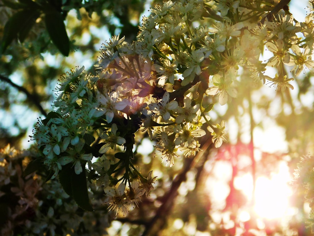 white and pink flowers in tilt shift lens