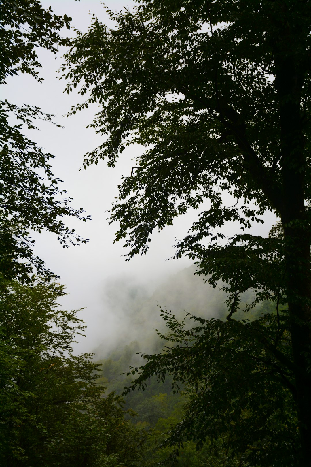 Forest photo spot Mazandaran Province Alimestan