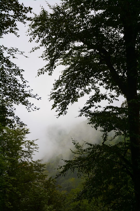 green trees under white sky during daytime in Mazandaran Province Iran