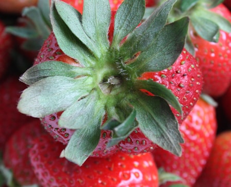 close up photo of strawberries