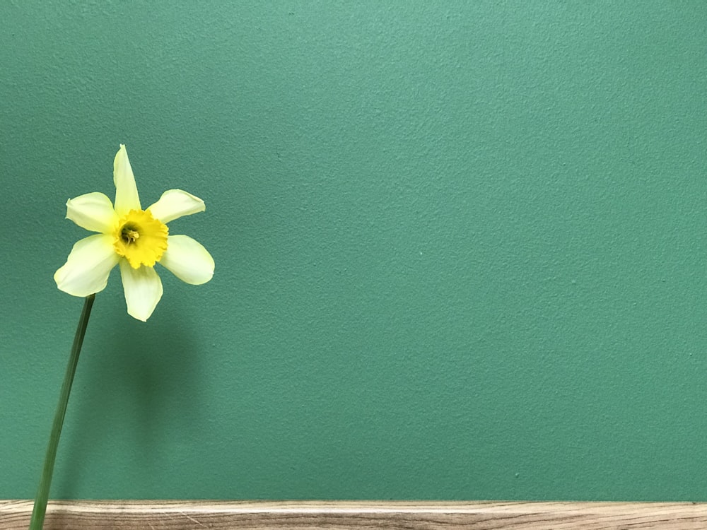 flor amarilla en pared pintada de verde