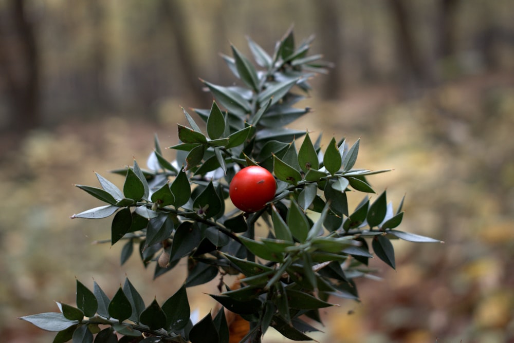 red tomato on green plant