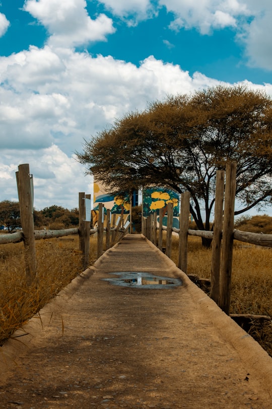 gray concrete pathway between brown trees under white clouds and blue sky during daytime in Gaborone Botswana