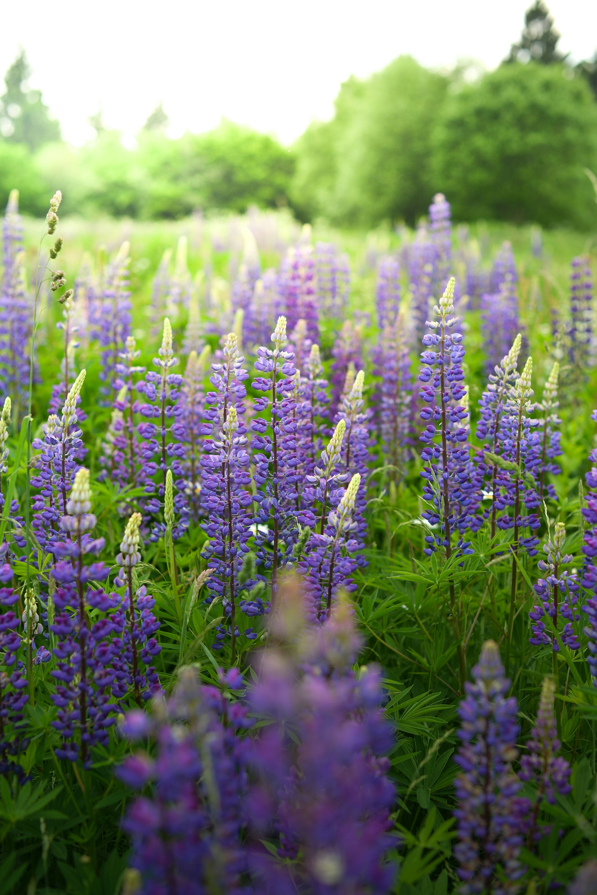 purple flowers in tilt shift lens