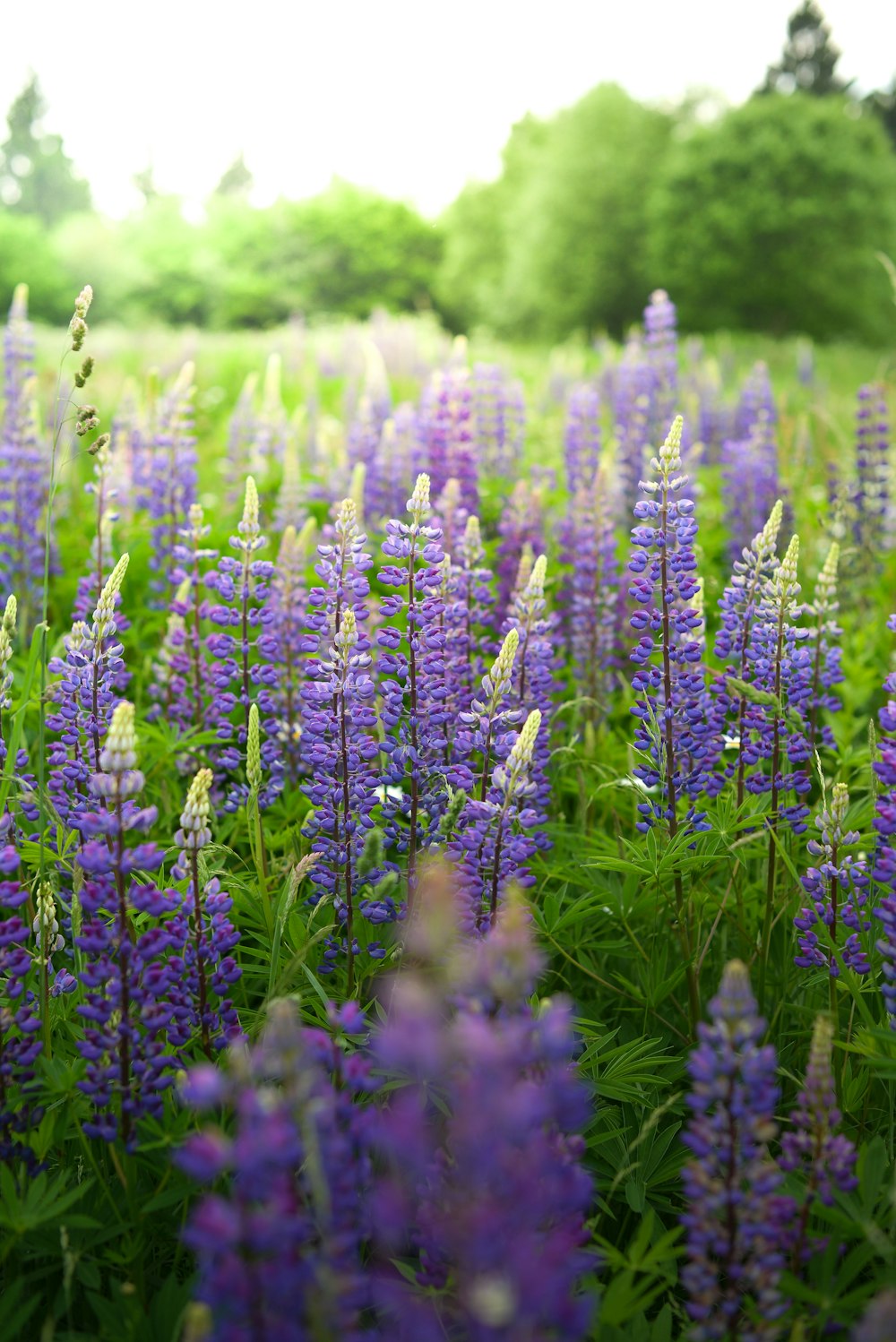 purple flowers in tilt shift lens