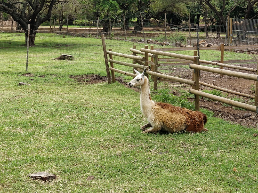 brown llama on green grass field during daytime