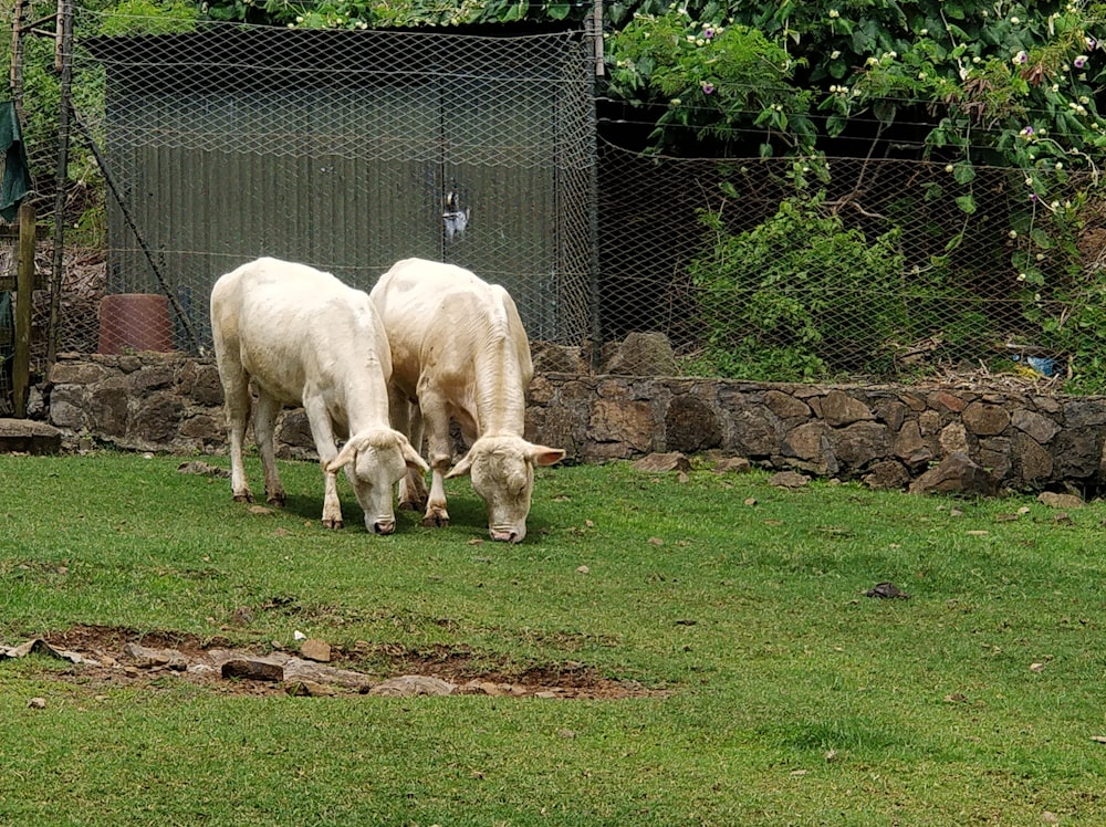 troupeau de moutons blancs sur un champ d’herbe verte pendant la journée