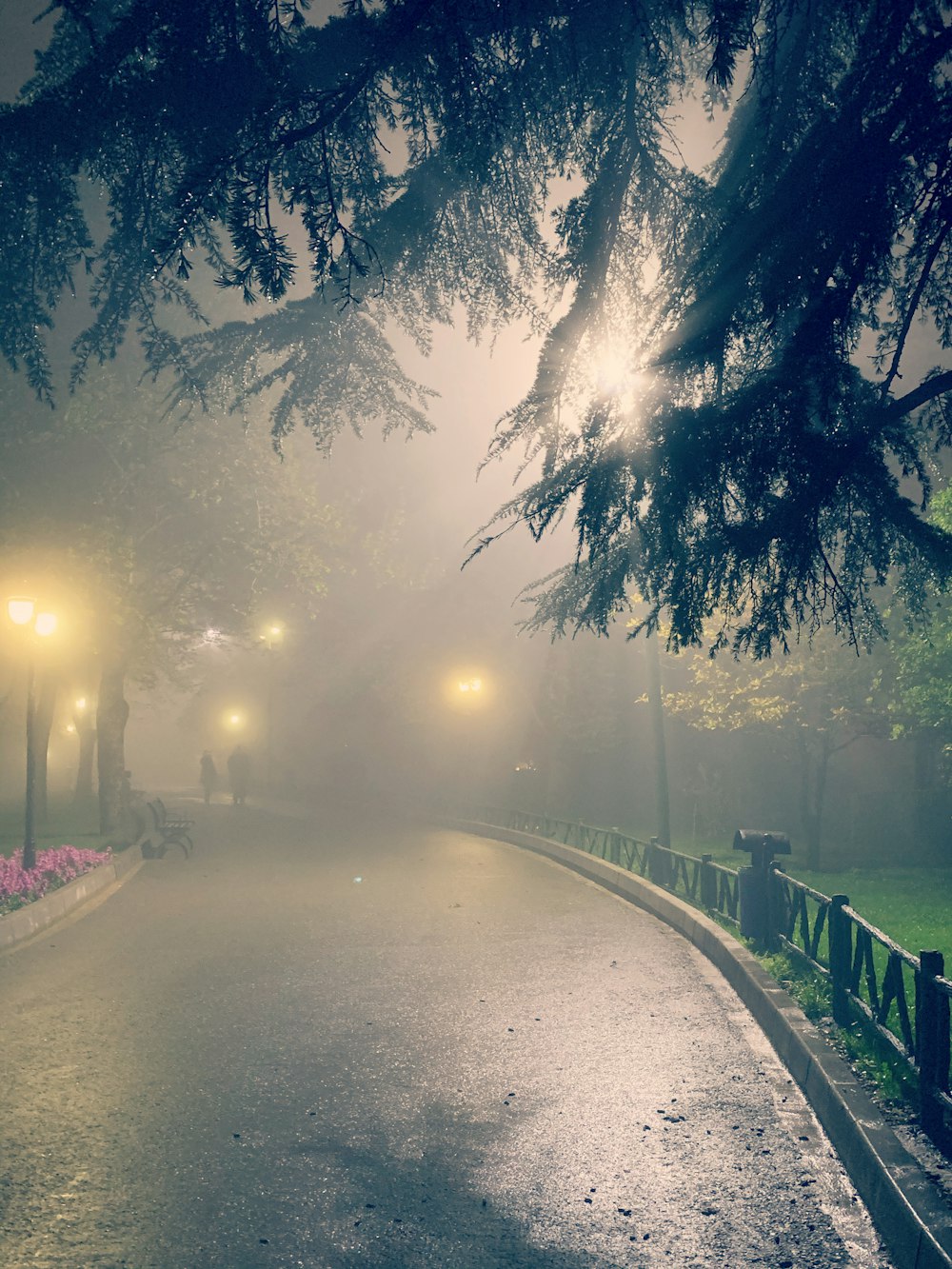 pathway between trees during night time