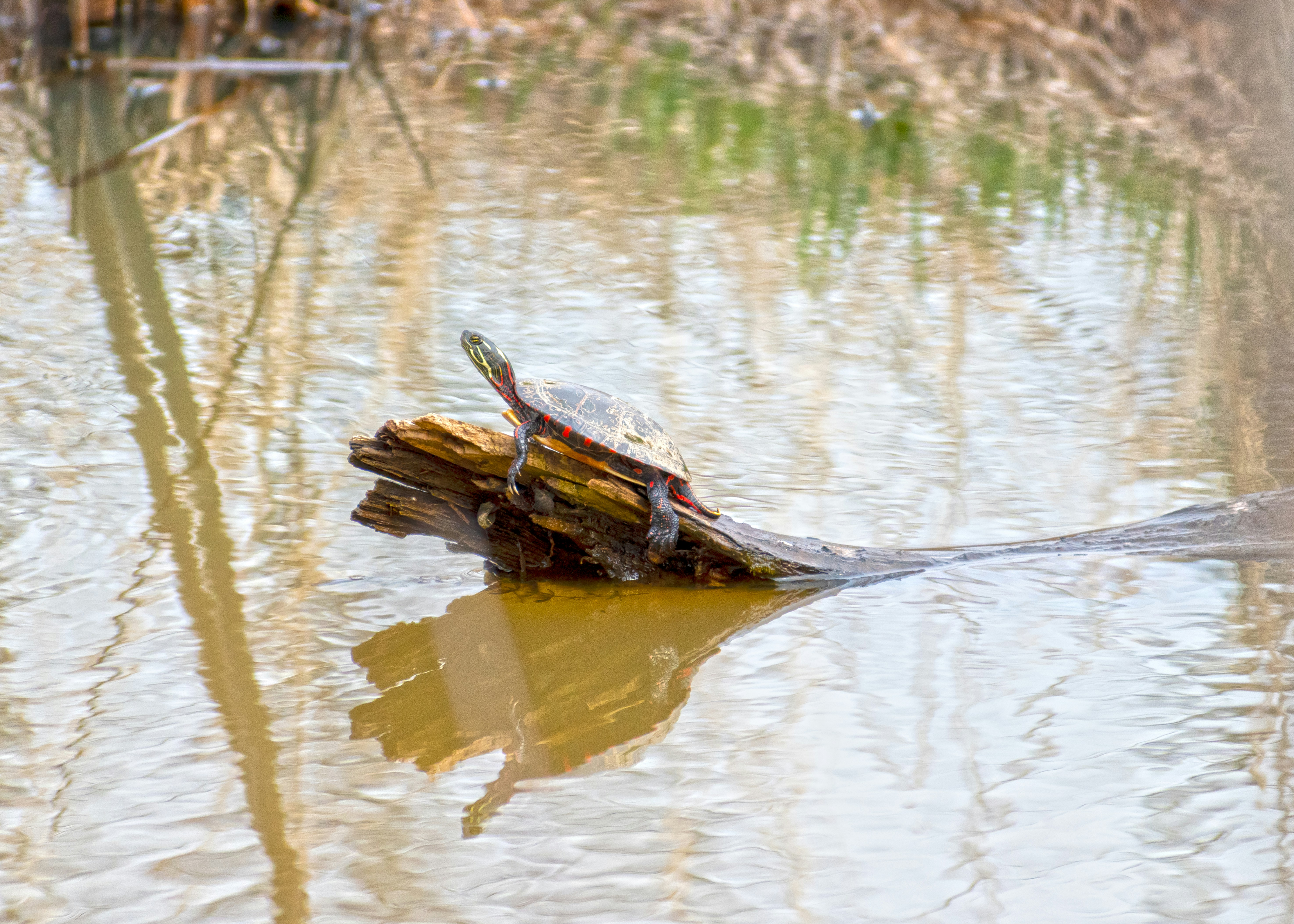 Photo by christopherphigh