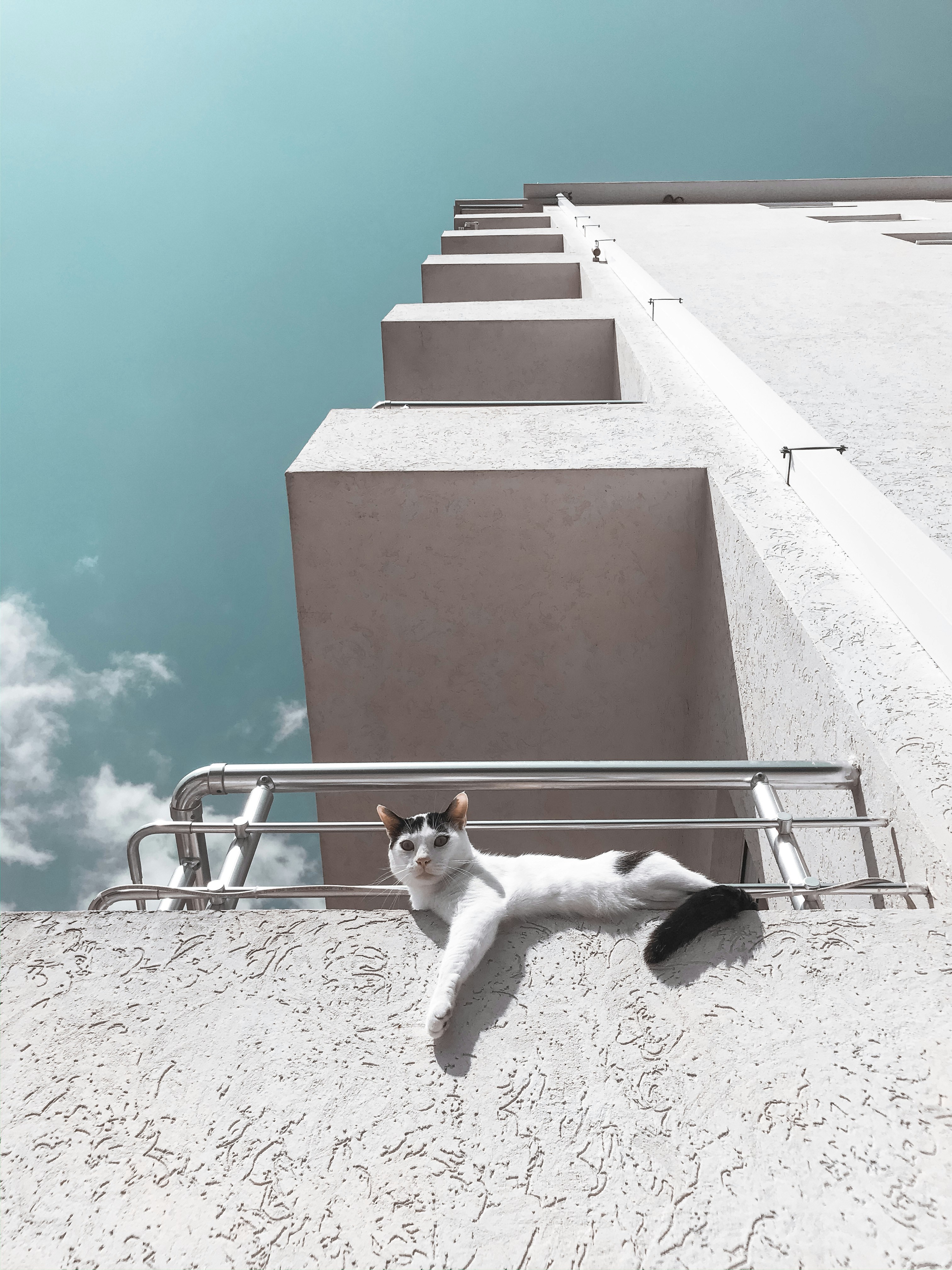 white and black cat on brown concrete wall during daytime