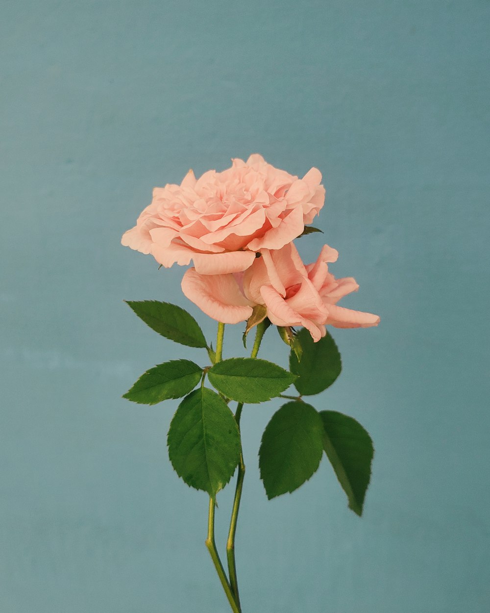 pink rose in close up photography