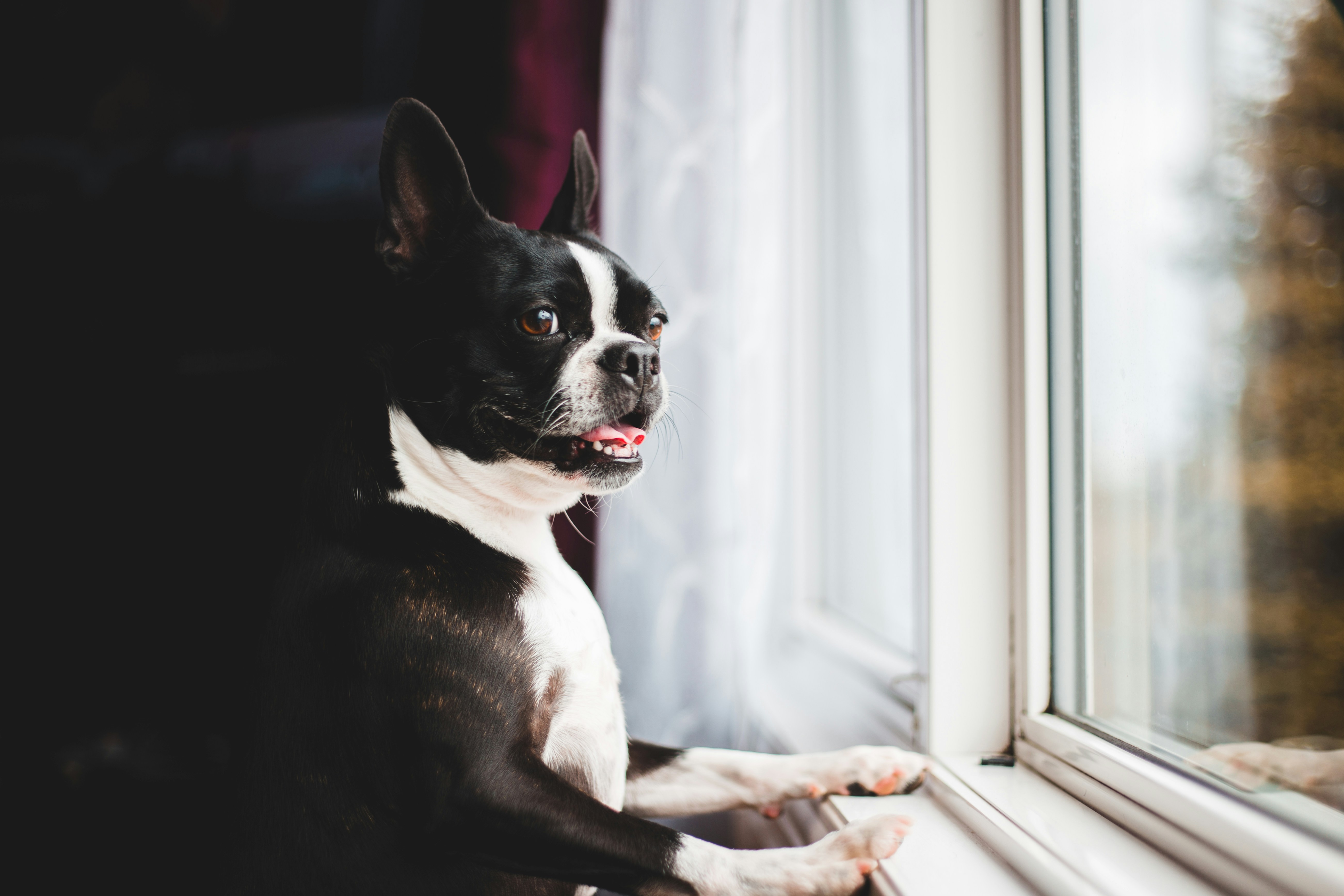 Understanding Your Dog&rsquo;s Personality (image credits: unsplash)