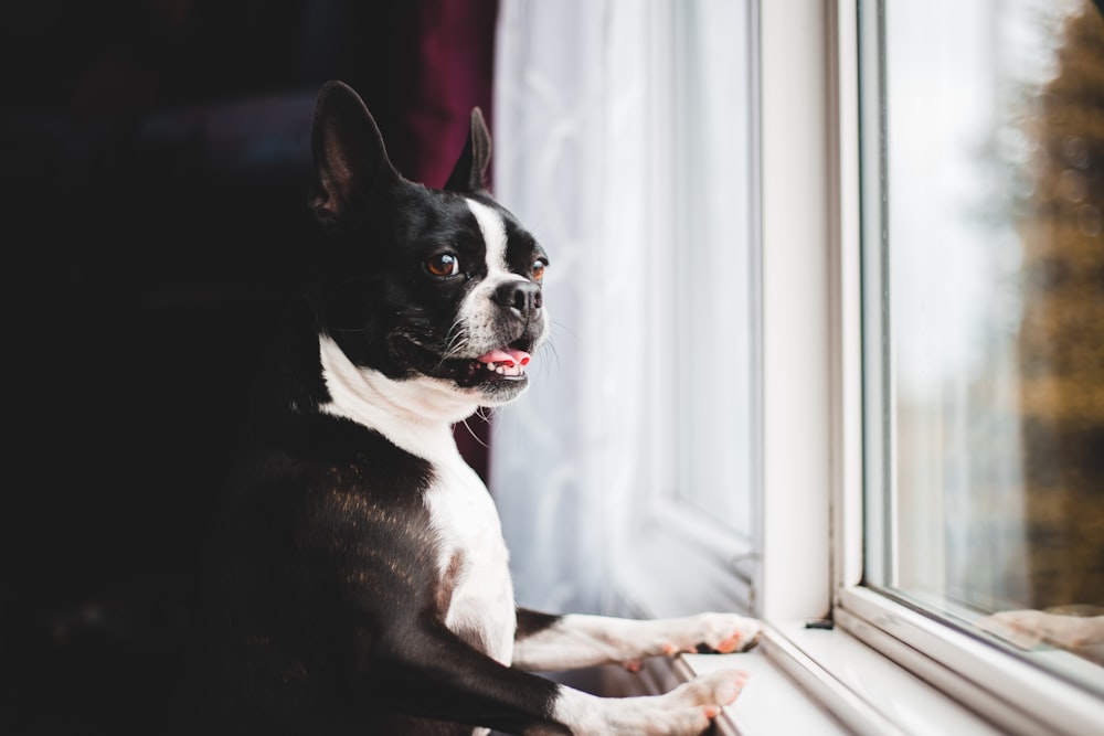 black and white boston terrier puppy on window