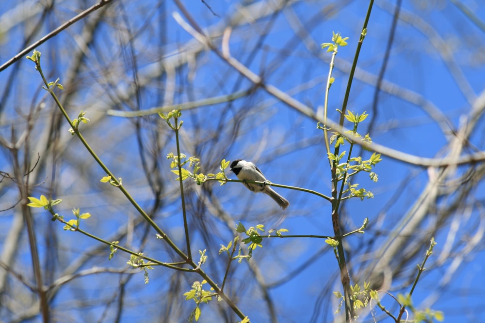 white and black bird on tree branch during daytime