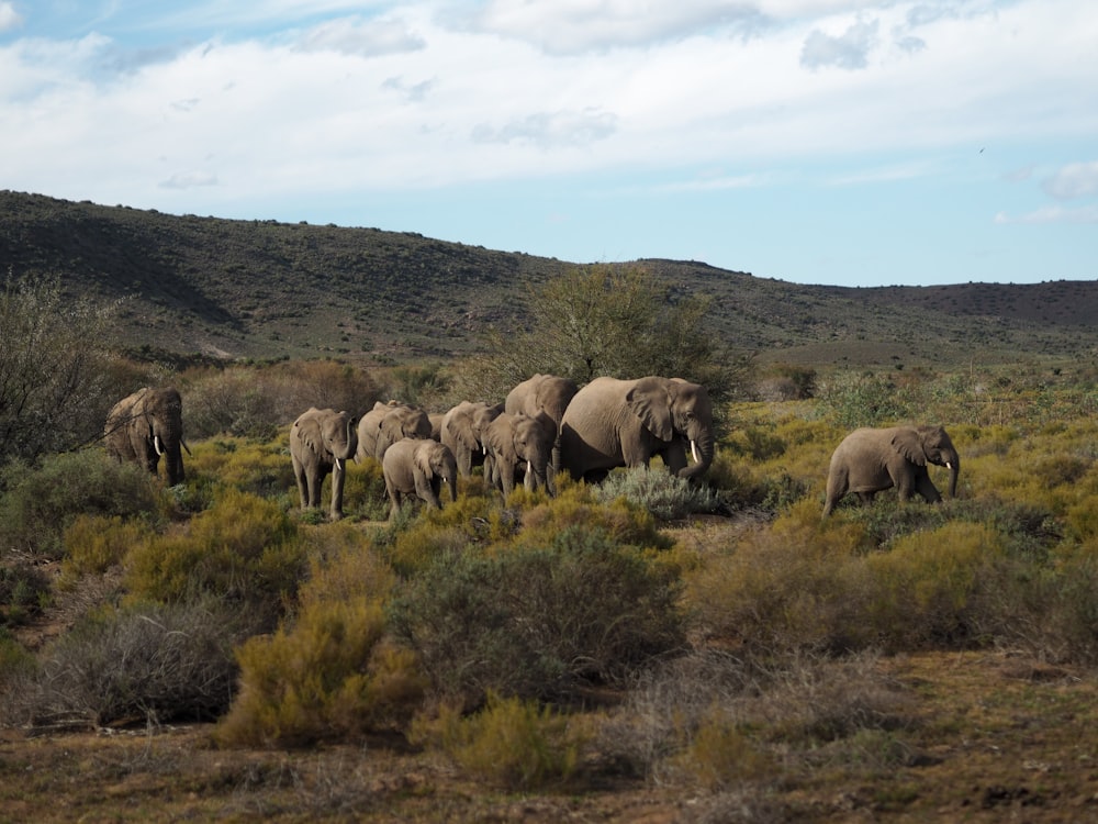 group of elephants on green grass field during daytime