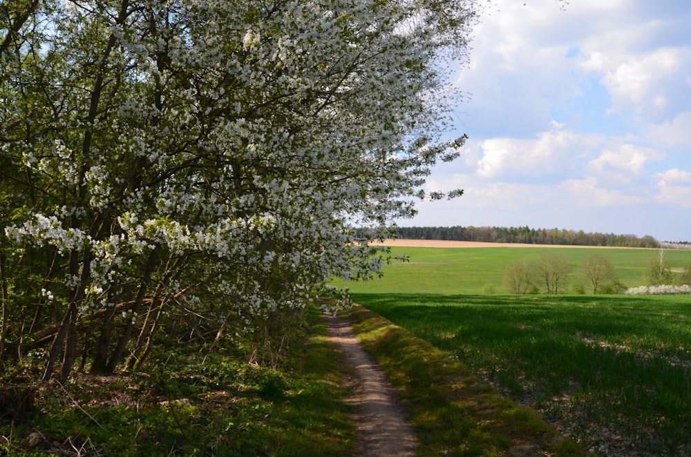 green grass field with trees during daytime