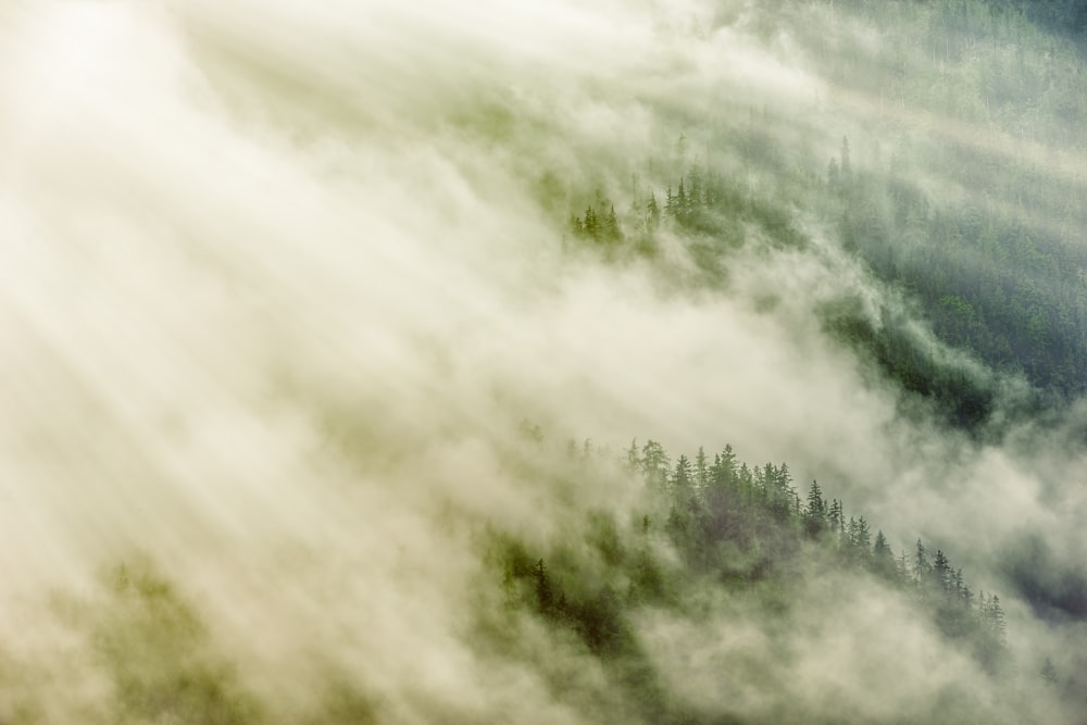 green trees under white clouds