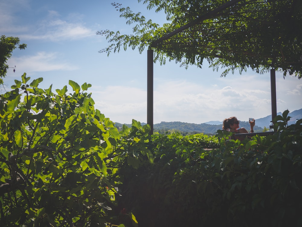 green plants under white clouds during daytime