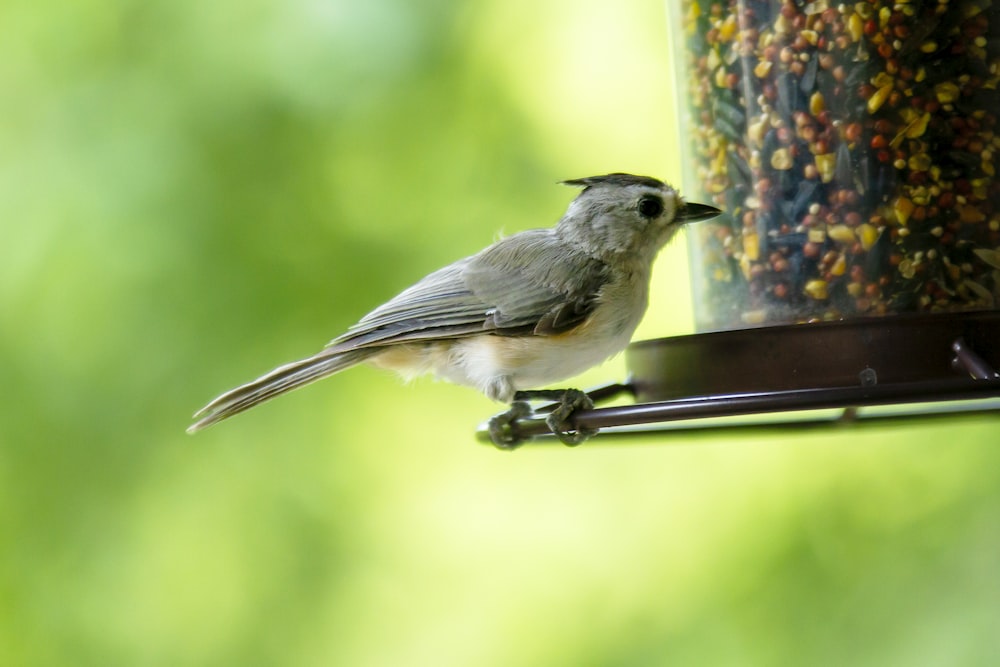 gray and white bird on brown metal bar