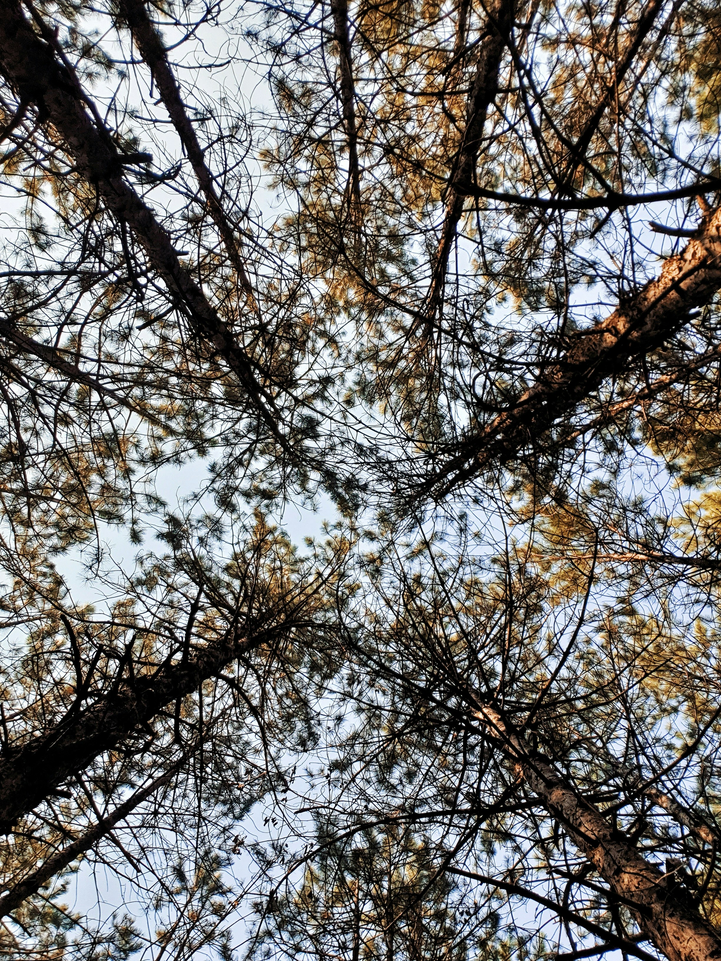 Photo by alberthyseni