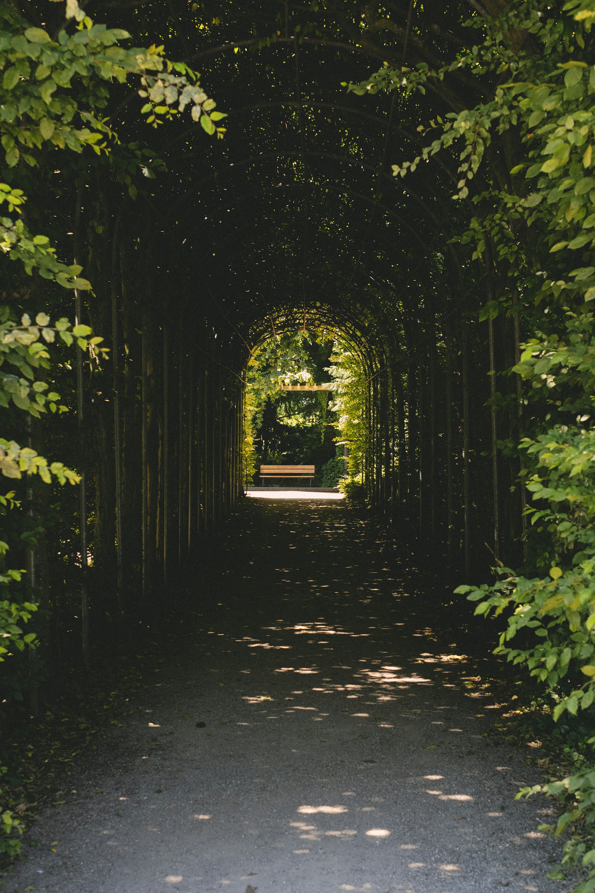 green plants on pathway during daytime