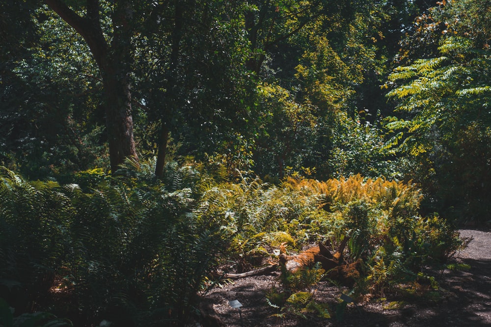 green trees and plants during daytime