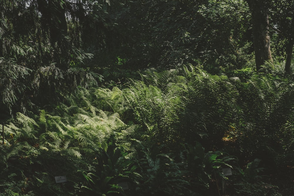 green plants and trees during daytime