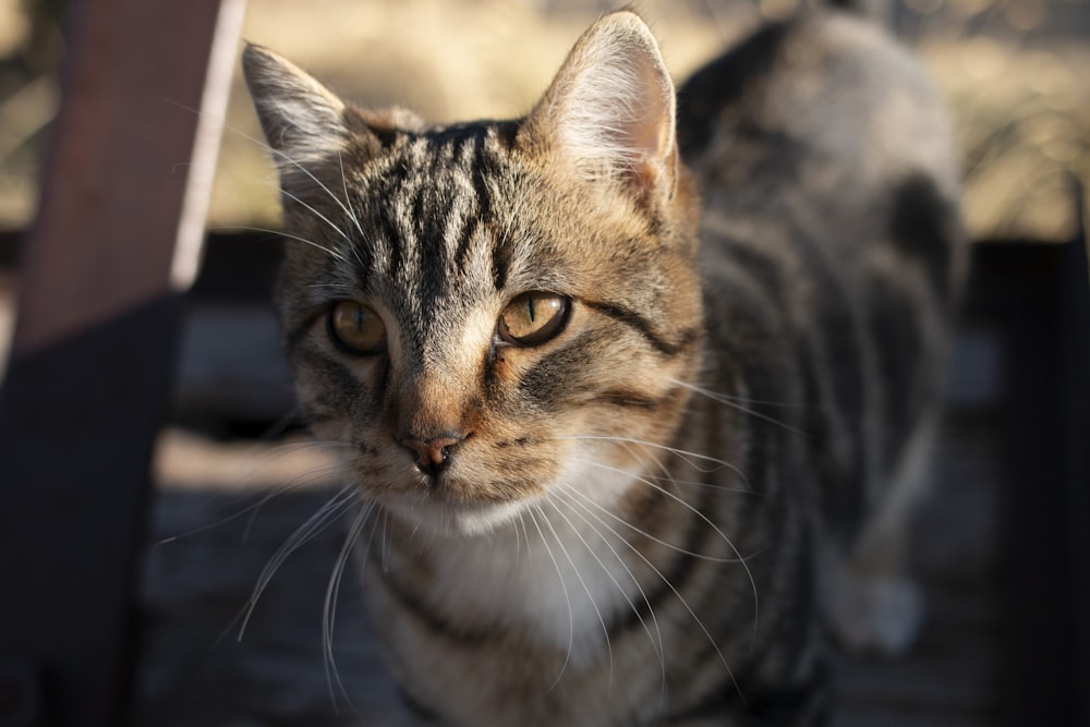 brown tabby cat in close up photography