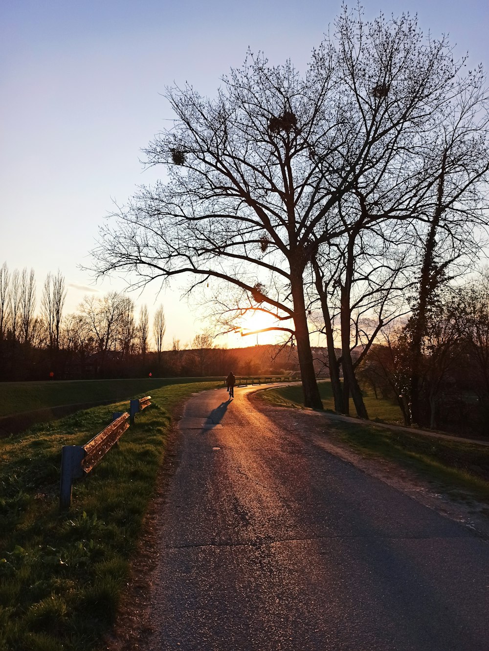 person walking on road between bare trees during daytime