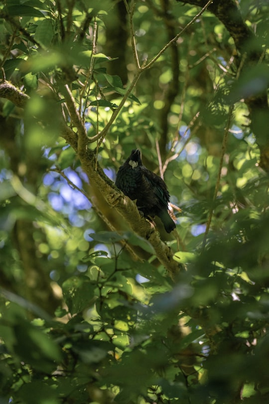 black bird on tree branch during daytime in Wellington New Zealand