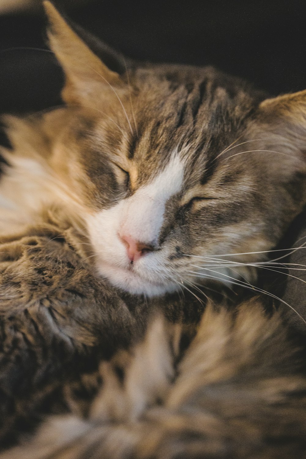 brown and white tabby cat