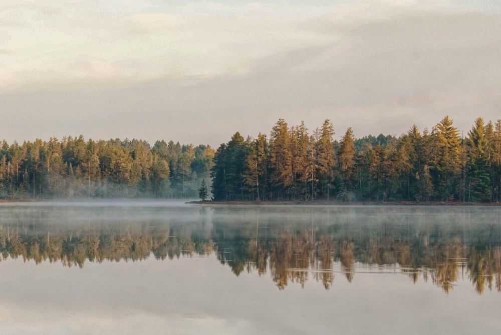 Grüne Bäume am See tagsüber unter bewölktem Himmel