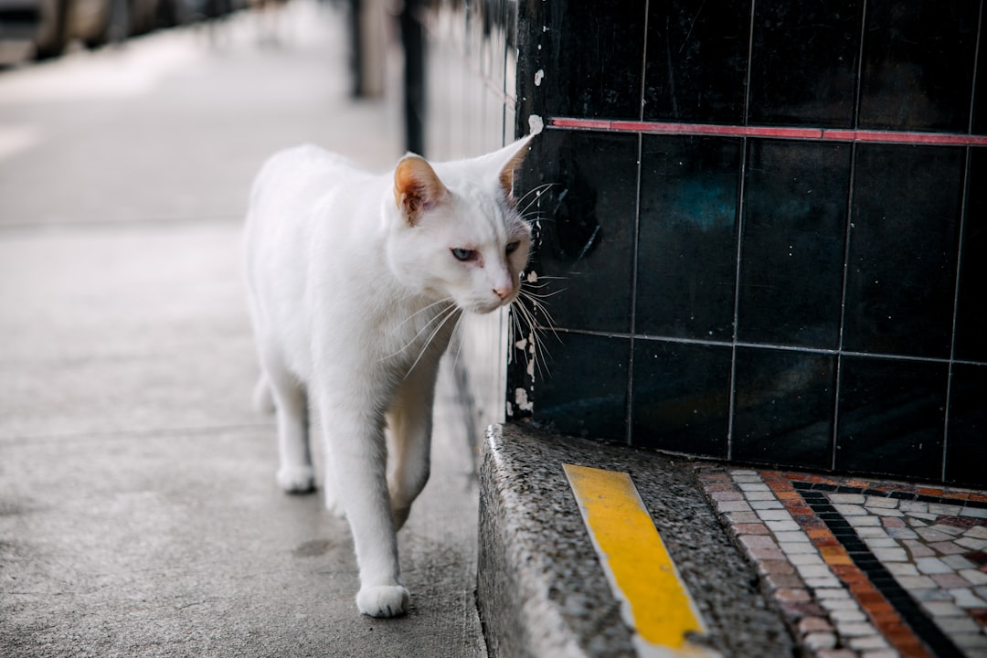 white cat on gray concrete road