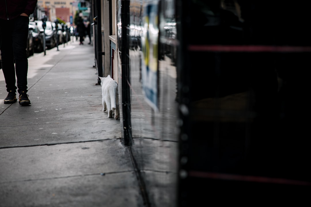 white short coat medium dog walking on sidewalk during daytime