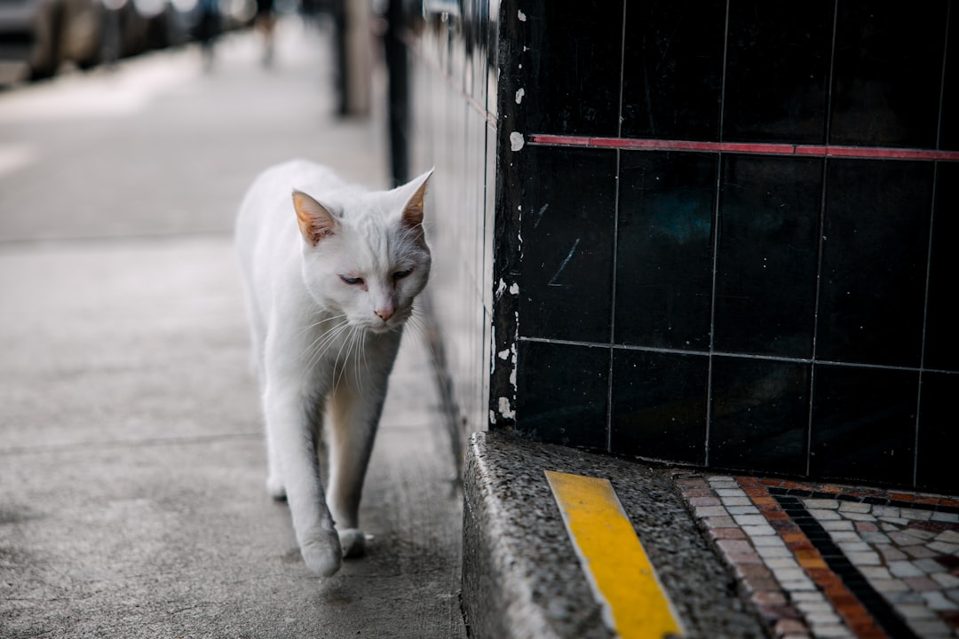 white cat walking on gray concrete road during daytime
